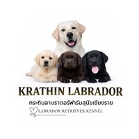krathinlabrador