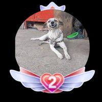 llegoeltorxicokokito