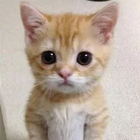 original sound - mohajeer.pamlian