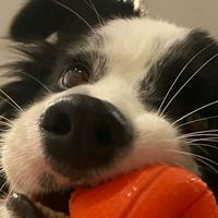 lucky.dog.8