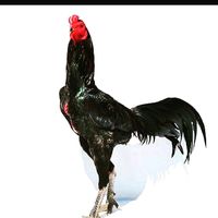 rjf.roosternew
