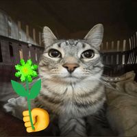 nhạc nền - anh sống thế đấy em🤷