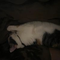 seri_o1