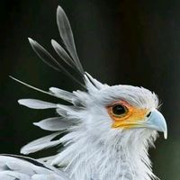 sudanese_person