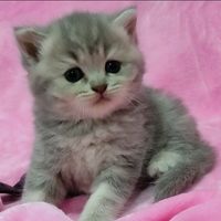 sarahcattery6