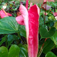 original sound - ranasinghe  🥰🥰🥰