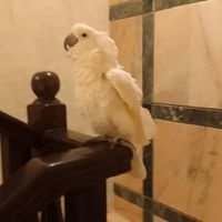 الصوت الأصلي