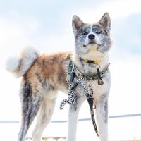 h.p_akitainu