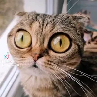 original sound - tigr_cat2021