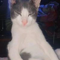 suara asli - ranggaseptian248