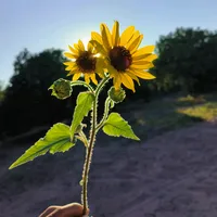 original sound - gabys4431