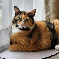 miss_meawmeaw