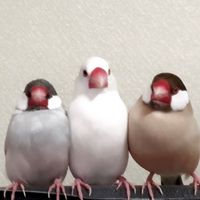 オリジナル楽曲 - ちゅんちゅんタイム@文鳥たち