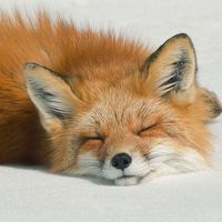 maybefox10