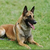 _santi_malinois_