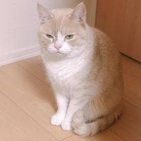 オリジナル楽曲 - マカロニ
