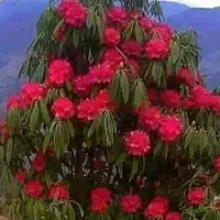 original sound - bibhujrayamajhi2