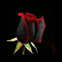 নিজস্ব শব্দ