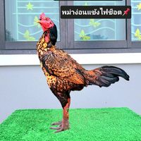 kppamadiaykhom