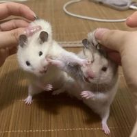 오리지널 사운드 - 쌍둥이