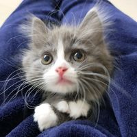 marilyn_kitty