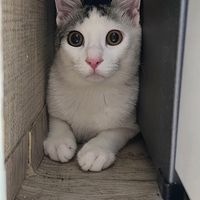 오리지널 사운드 - 마음