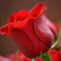 original sound - user81458385820930