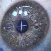 الصوت الأصلي