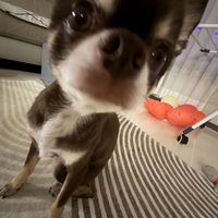nhạc nền - puppy⋆꙳+⋆.ᐟ