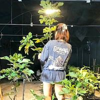 chanok_c