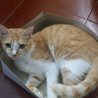 suara asli - entitasbumi