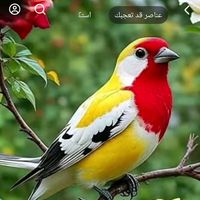 الصوت الأصلي