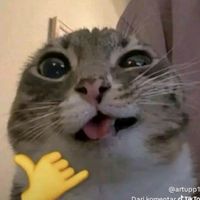 kokekab_2
