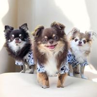 vodkaboyfamily