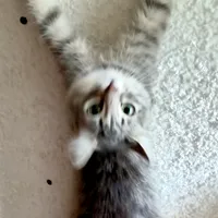 original sound - radio_hhuligan