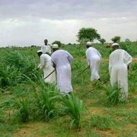 الصوت الأصلي