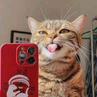 suara asli - Dream Template