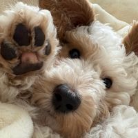 オリジナル楽曲 - むぅ🐾