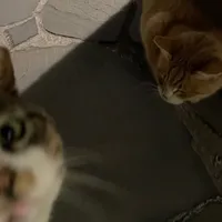 original sound - _rxiycz