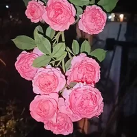 original sound - teerayut_mp05