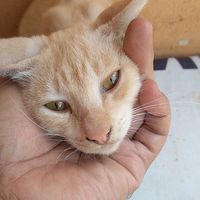 suara asli - abraypipin