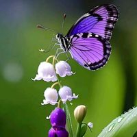 নিজস্ব শব্দ