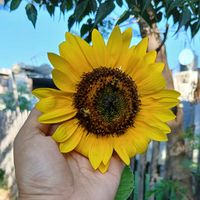 22girasol_