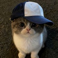 suara asli - ᴀɴɪ`sᴀ