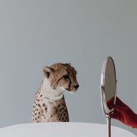 الصوت الأصلي