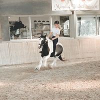 equestriangorls