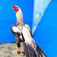userravi637