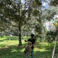 duriansudarfarm