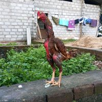 mohamedsuhail114
