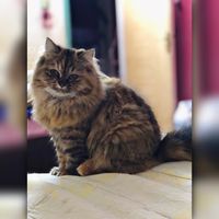bosy_deda_cat2